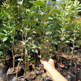 Bibit Apel Malang Terlaris Diskon Buah Manalagi Okulasi Berkwalitas Bandung Barat