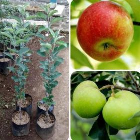 Bibit Apel Malang Termurah Buah Manalagi Okulasi ,, Palopo