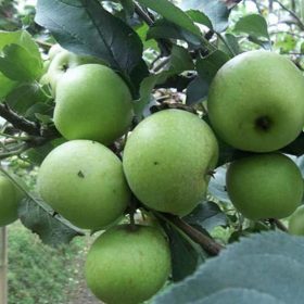 Bibit Apel Manalagi Pusat Grosir Tanaman Buah Dairi