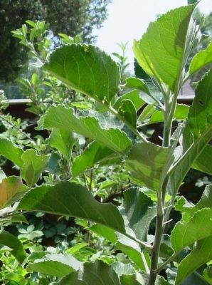 Bibit Apel Manalagi Tanaman Buah Kapuas Hulu