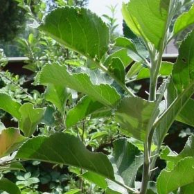 Bibit Apel Manalagi Tanaman Buah Malaka