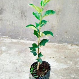 Bibit Apel Manalagi Trend Tanaman Buah Pohon Hijau Malang Lokal Kuningan