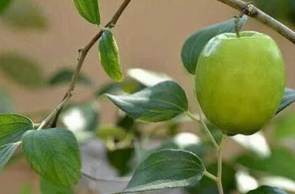 Bibit Apel Putsa Anjai Tanaman Buah Madu Ny Len Sukabumi