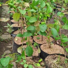 Bibit Apel Putsa Buah Sudah Berbunga Sanggau