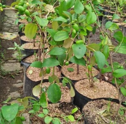 Bibit Apel Putsa Buah Sudah Berbunga Sanggau