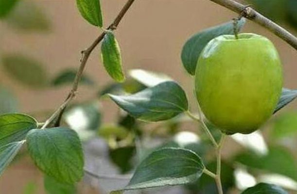 Bibit Apel Putsa Creat V Tanaman Buah Madu Sinjai
