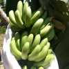 bibit asli pisang morosebo unggulan Binjai