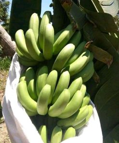 bibit asli pisang morosebo unggulan Binjai
