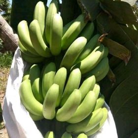 bibit asli pisang morosebo unggulan Kalimantan Selatan