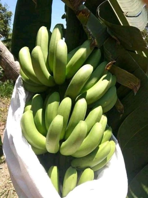 bibit asli pisang morosebo unggulan Kalimantan Selatan