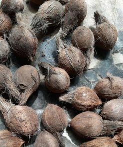 bibit bahan bonsai kelapa gading hybrida Lampung