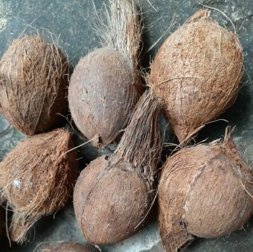 bibit bahan bonsai kelapa gading hybrida Sumatra Barat