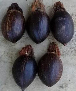 bibit bahan bonsai kelapa minion size 5 Salatiga