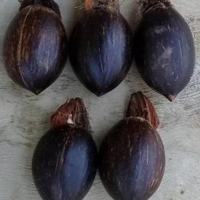 bibit bahan bonsai kelapa minion size 5 Salatiga