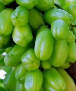 bibit belimbing wuluh bibit tanaman buah unggul murah bergaransi Lampung