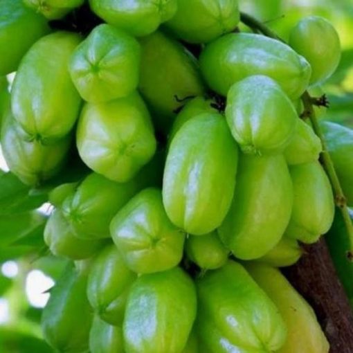 bibit belimbing wuluh bibit tanaman buah unggul murah bergaransi Lampung
