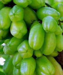 bibit belimbing wuluh bibit tanaman buah unggul murah bergaransi Sumatra Utara