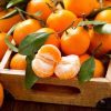 bibit benih biji buah jeruk mandarin bonsai import bibit unggul Palopo