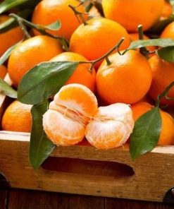 bibit benih biji buah jeruk mandarin bonsai import bibit unggul Palopo