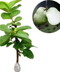 bibit bibit tanaman buah jambu sukun putih 60cm Pasuruan