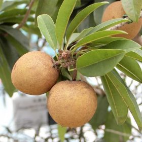 bibit bibit tanaman buah sawo manila 60cm Banten