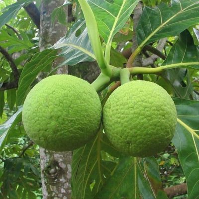 bibit bibit tanaman buah sukun super unggul Solok