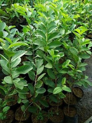 Bibit Biji Buah Jambu Kristal Hasil Okulasi Bisa Berbuah Dalam Bolaang Mongondow
