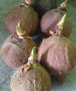 bibit bonsai kelapa sudah bertunas murah Balikpapan