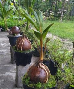 bibit bonsai kelapa sudah bertunas murah Jawa Barat