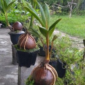bibit bonsai kelapa sudah bertunas murah Jawa Barat