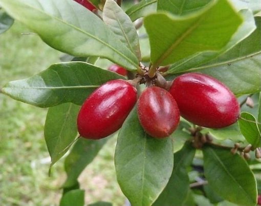 bibit buah ajaib miracle fruit Bangka Belitung