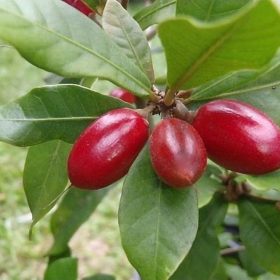 bibit buah ajaib miracle fruit Probolinggo