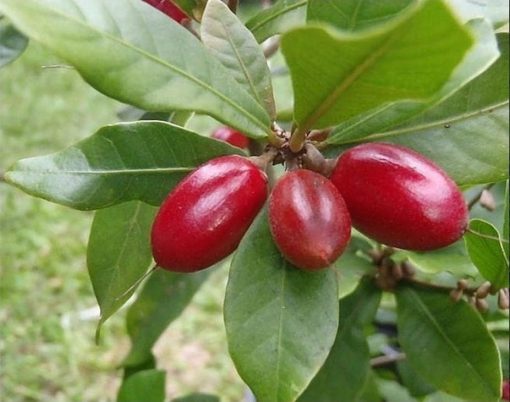 bibit buah ajaib miracle fruit Probolinggo