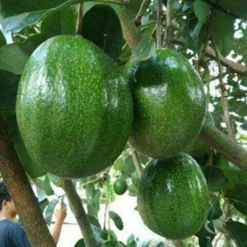 bibit buah alpukat markus super Jayapura