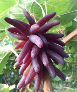 bibit buah anggur import halloween super genjah manis Sulawesi Utara