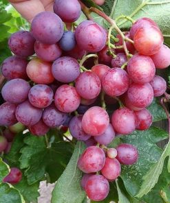 bibit buah anggur import jenis velles siap berbuah Bukittinggi