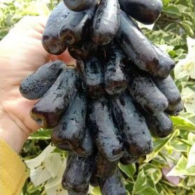 bibit buah anggur import moondrop asli valid Surabaya