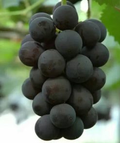 bibit buah anggur lokal jumbo hitam manis tebal tanpa biji Kalimantan Selatan