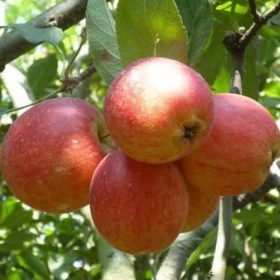 Bibit Buah Apel Anna Merah Hasil Okulasi Cepat Berbuah Bolaang Mongondow Utara