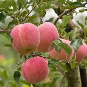 Bibit Buah Apel Fuji - Buahan Super Unggul Mahakam Ulu