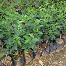 Bibit Buah Apel Fuji Cangkok Cepat Berbuah Mempawah