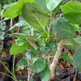 Bibit Buah Apel Fuji Cangkok Malinau