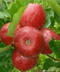 Bibit Buah Apel Fuji Merah Super Okulasi Cepat Berbuah Majene