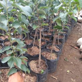 Bibit Buah Apel Fuji MerahBibit Tanaman OkulasiTambulampot Bondowoso
