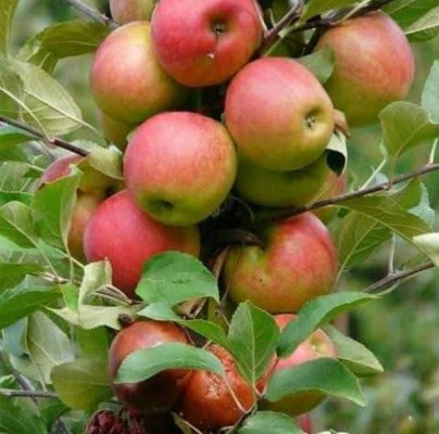 Bibit Buah Apel Fuji Okulasi Cepat Berbuah Kaimana