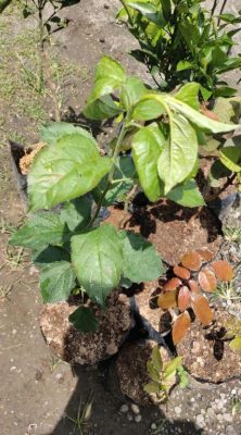 Bibit Buah Apel Fuji Okulasi Cepat Berbuah Silahkan Di Order Ada Harga Kualitas Yogyakarta