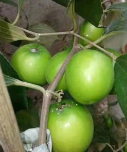Bibit Buah Apel Hindia Putsa Super Okulasi Sudah Berbuah Padang Lawas