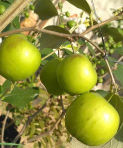 Bibit Buah Apel India Putsa - Tanaman Hidup Sudah Berbunga Musi Rawas Utara