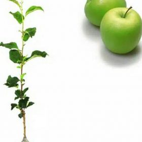 Bibit Buah Apel Manalagi Rokan Hulu