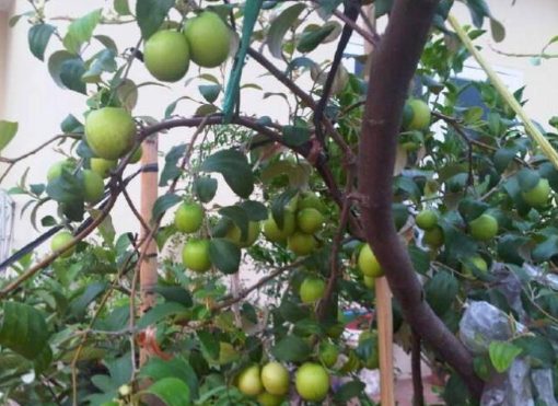 Bibit Buah Apel Pohon Putsa Atau India Denpasar